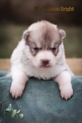 Les chiots de Siberian Husky