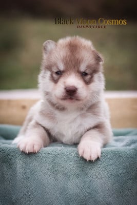 Les chiots de Siberian Husky