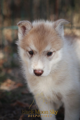 Les chiots de Siberian Husky