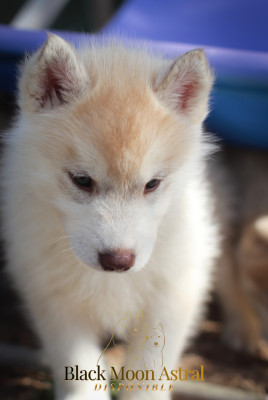Les chiots de Siberian Husky
