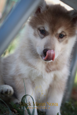 Les chiots de Siberian Husky