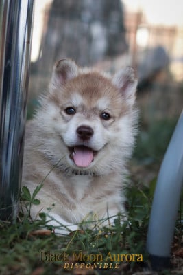 Les chiots de Siberian Husky