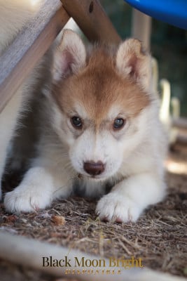 Les chiots de Siberian Husky