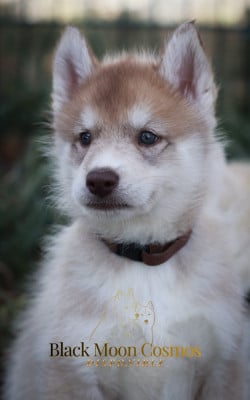 Les chiots de Siberian Husky