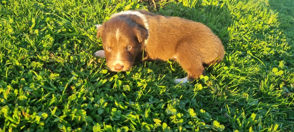 Aïcko Ty Chou De Kérel