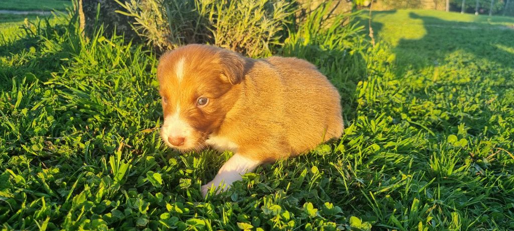 Avane Ty Chou De Kérel