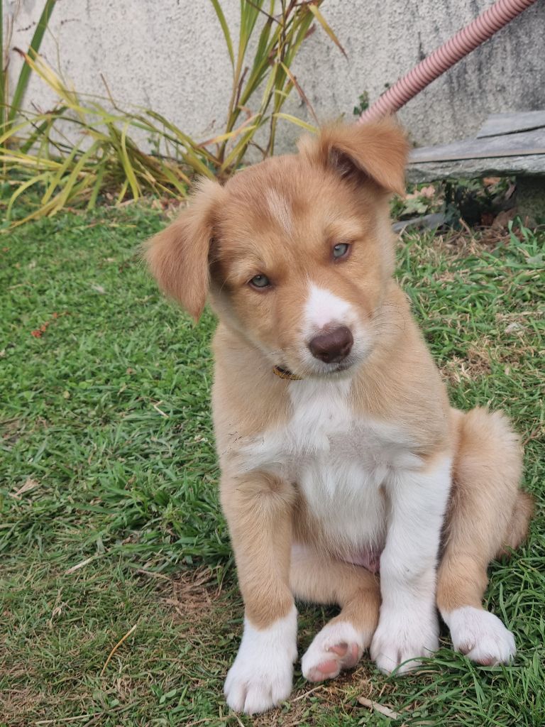 Arko Ty Chou De Kérel