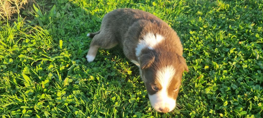 Astus Ty Chou De Kérel