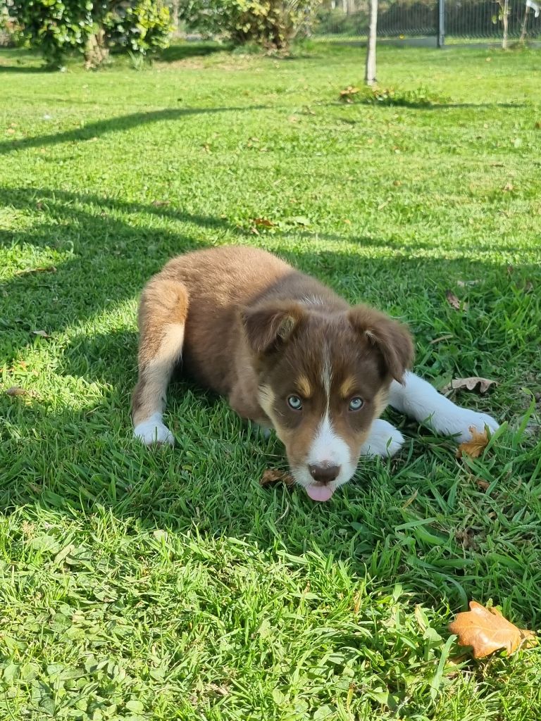 Alpi Ty Chou De Kérel