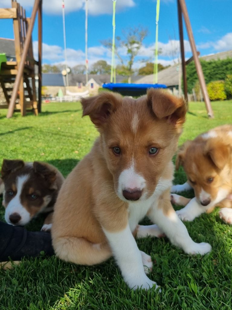 Avane Ty Chou De Kérel