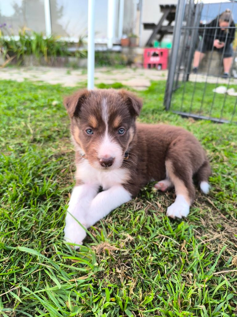 Alpi Ty Chou De Kérel