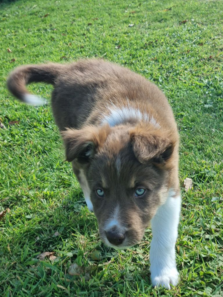 Aïcko Ty Chou De Kérel