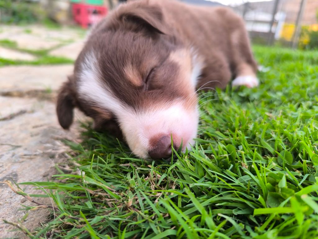 Astus Ty Chou De Kérel