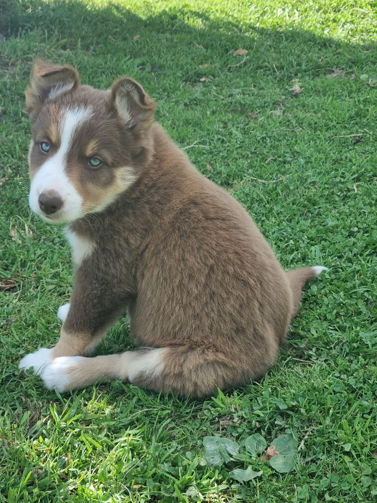 Astus Ty Chou De Kérel