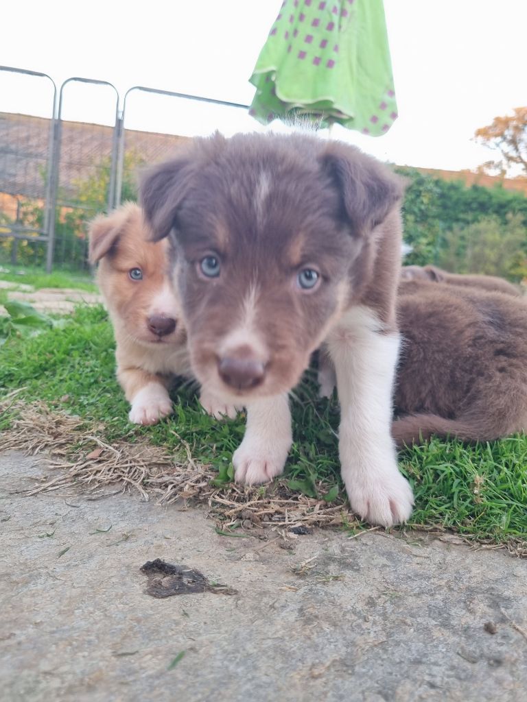 Aïcko Ty Chou De Kérel