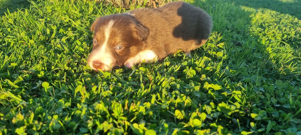 Alpi Ty Chou De Kérel