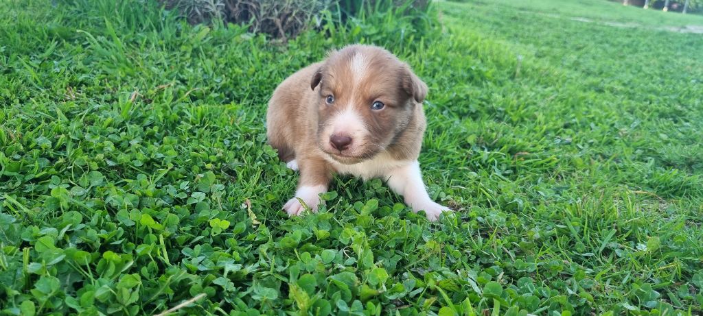 Arko Ty Chou De Kérel