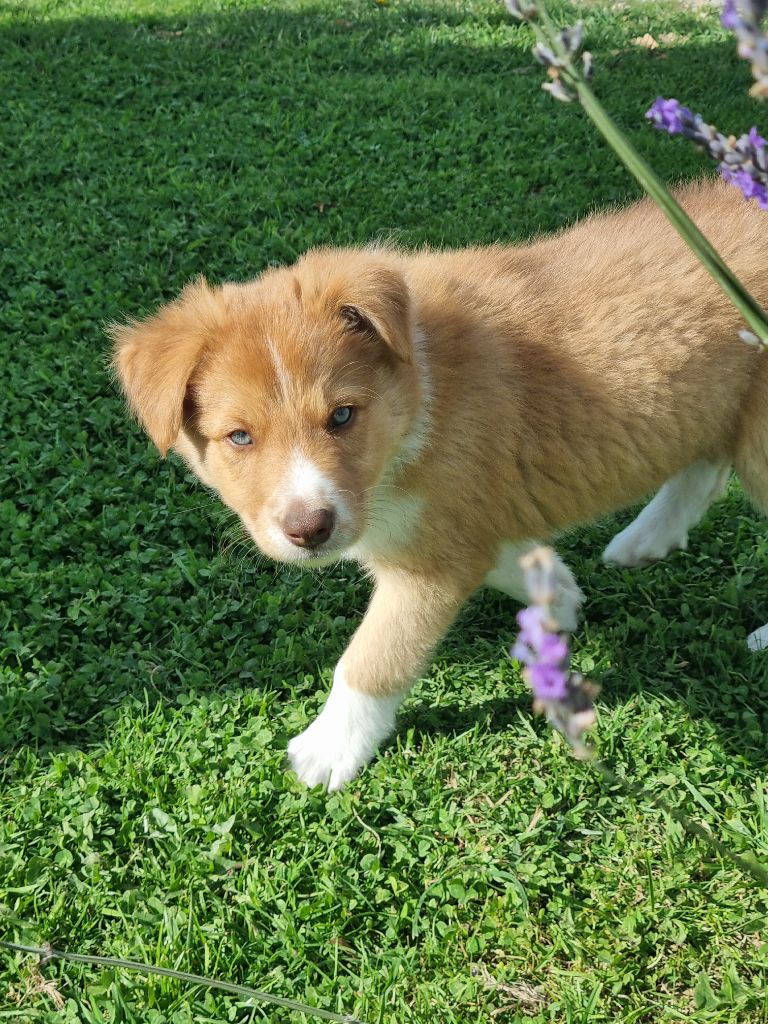 Achtung dit Yuki Ty Chou De Kérel