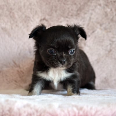 Les chiots de Chihuahua