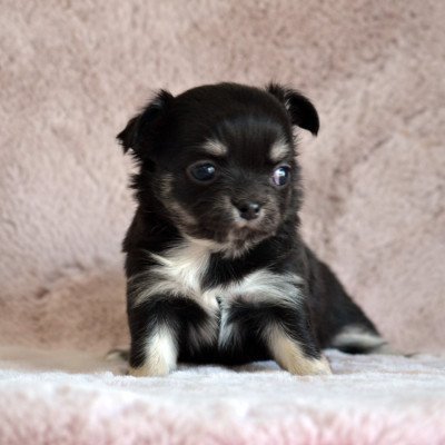 Les chiots de Chihuahua