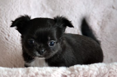 Les chiots de Chihuahua