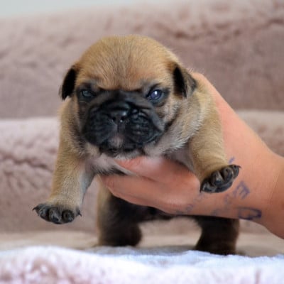 Les chiots de Bouledogue français