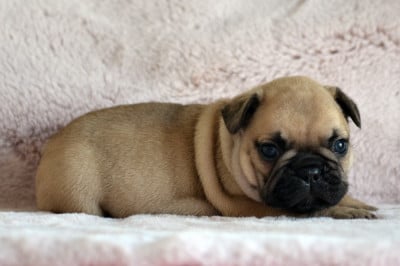 Les chiots de Bouledogue français