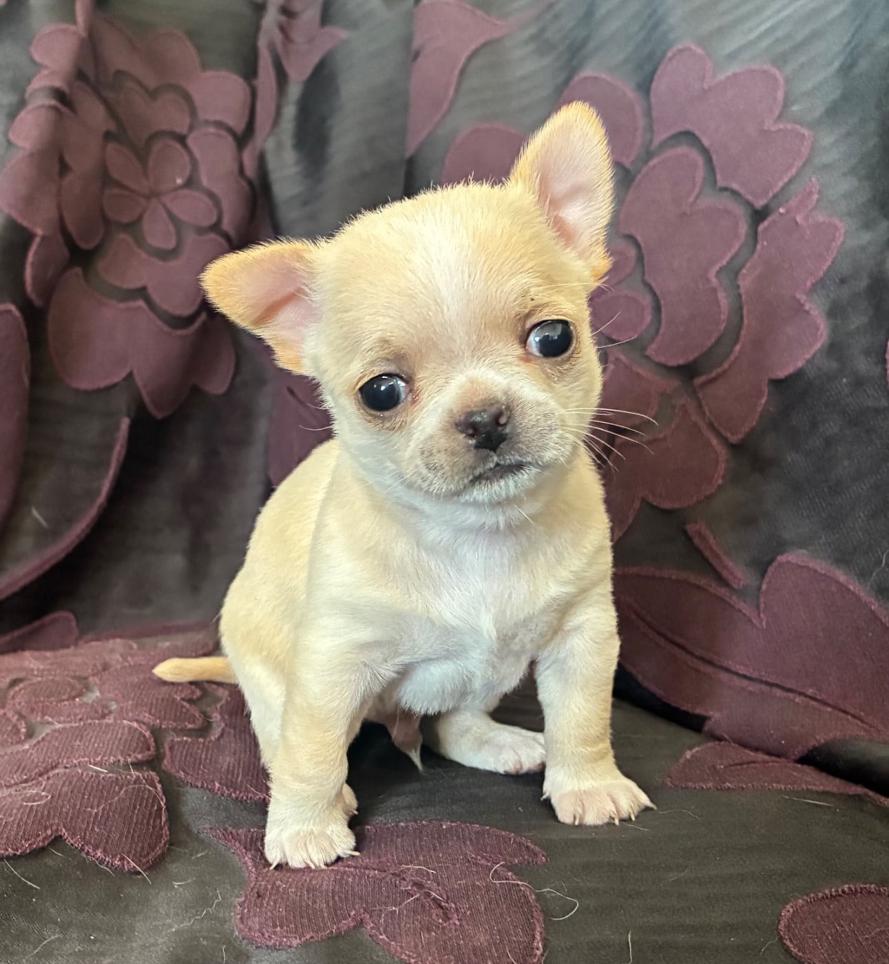 Chihuahua - De L’Empreinte De Maitouck