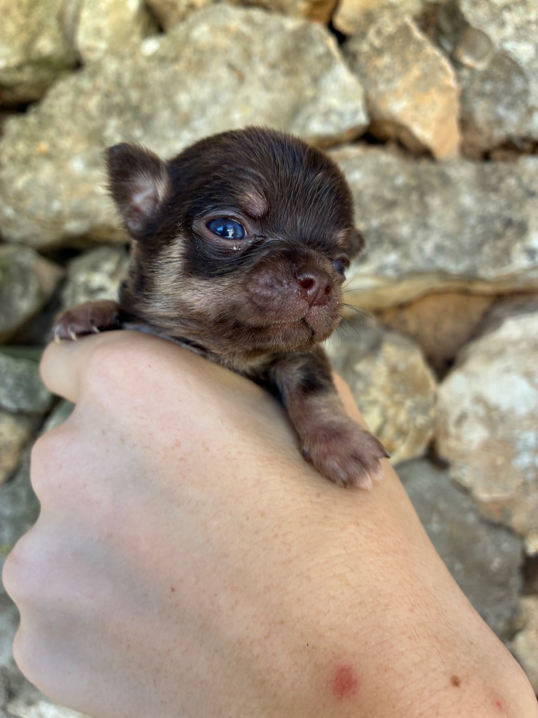 Chihuahua - De L?Empreinte De Maitouck