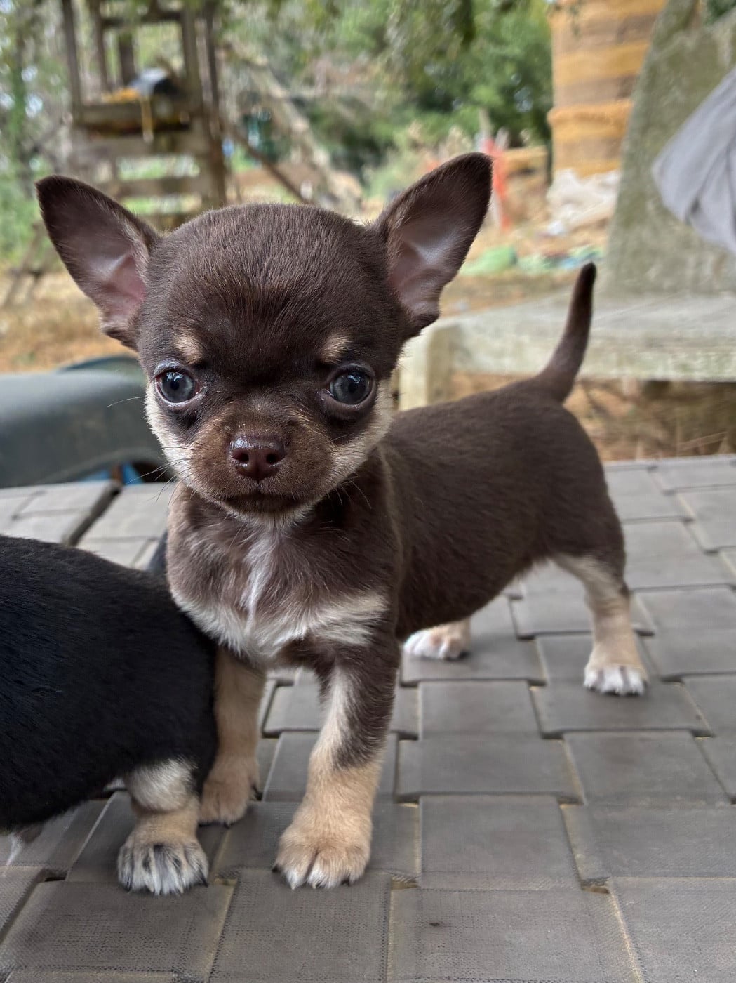 Chihuahua - De L?Empreinte De Maitouck