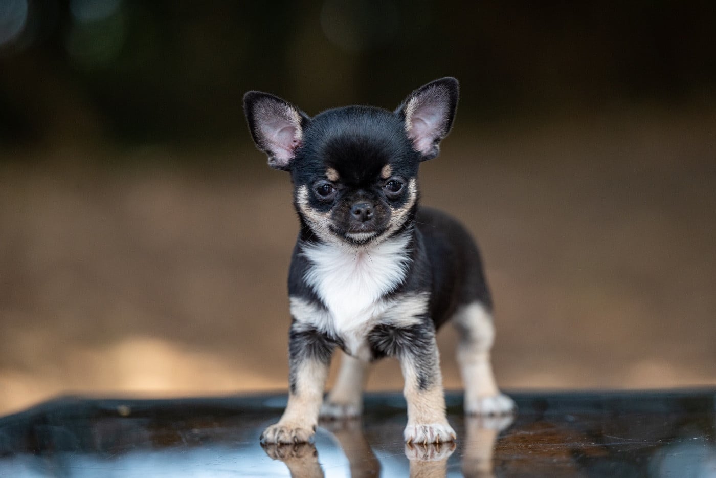 Chihuahua - De L?Empreinte De Maitouck
