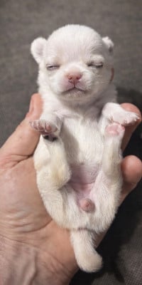 Les chiots de Chihuahua