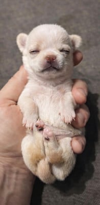 Les chiots de Chihuahua