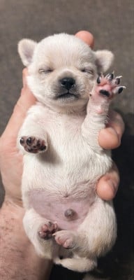 Les chiots de Chihuahua