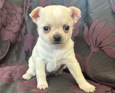Les chiots de Chihuahua