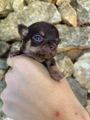 Les chiots de Chihuahua