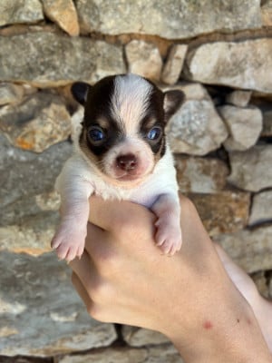Les chiots de Chihuahua