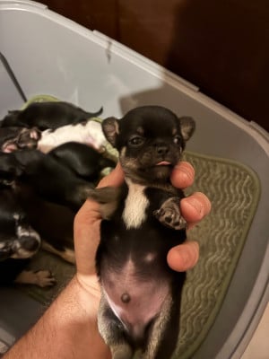 Les chiots de Chihuahua