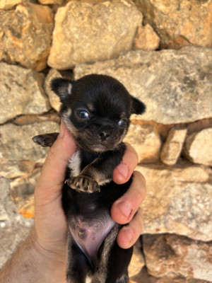 Les chiots de Chihuahua