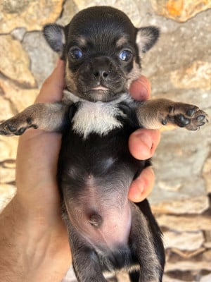 Les chiots de Chihuahua