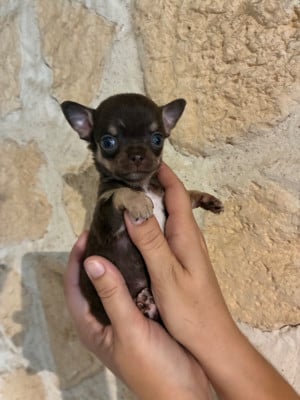 Les chiots de Chihuahua
