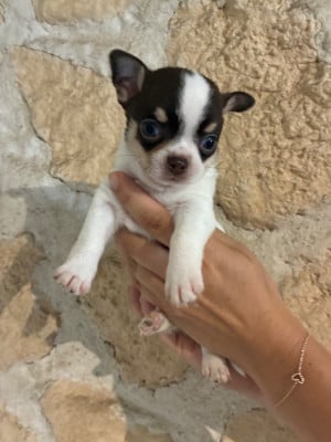 Les chiots de Chihuahua