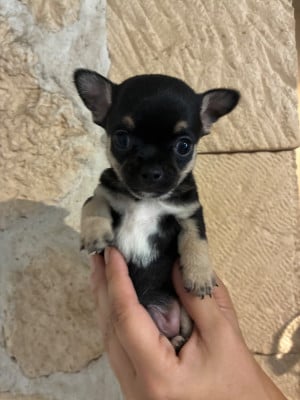 Les chiots de Chihuahua