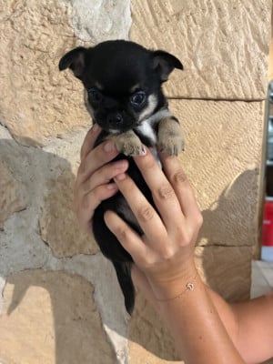 Les chiots de Chihuahua