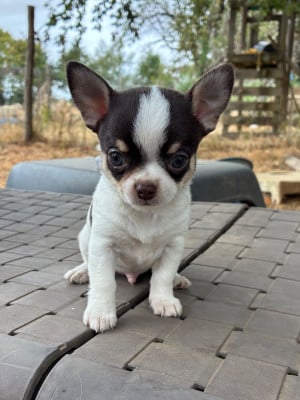 Les chiots de Chihuahua