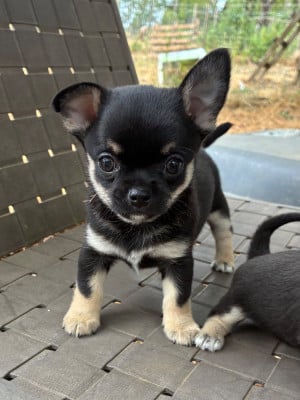 Les chiots de Chihuahua