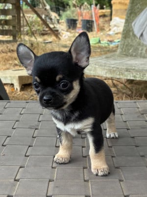 Les chiots de Chihuahua