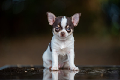 Les chiots de Chihuahua