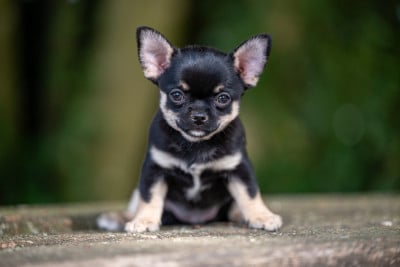 Les chiots de Chihuahua