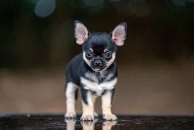 Les chiots de Chihuahua